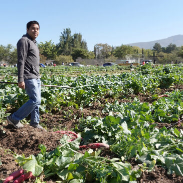 The Harvest (La cosecha) 2024